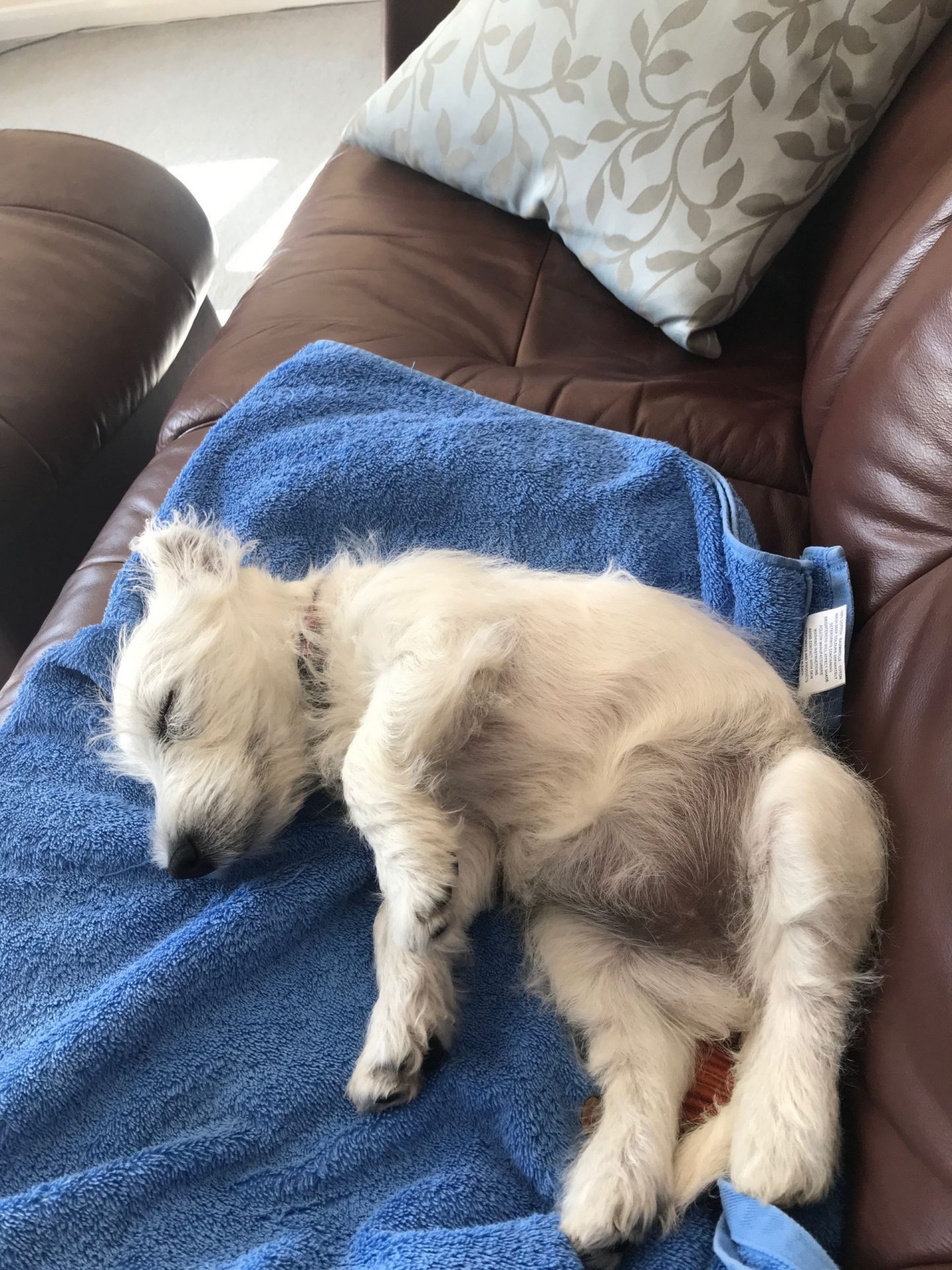cute sleeping puppy feelings